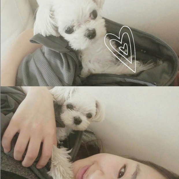 노트펫