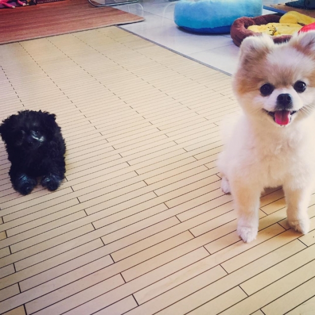 노트펫