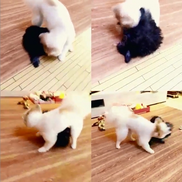 노트펫