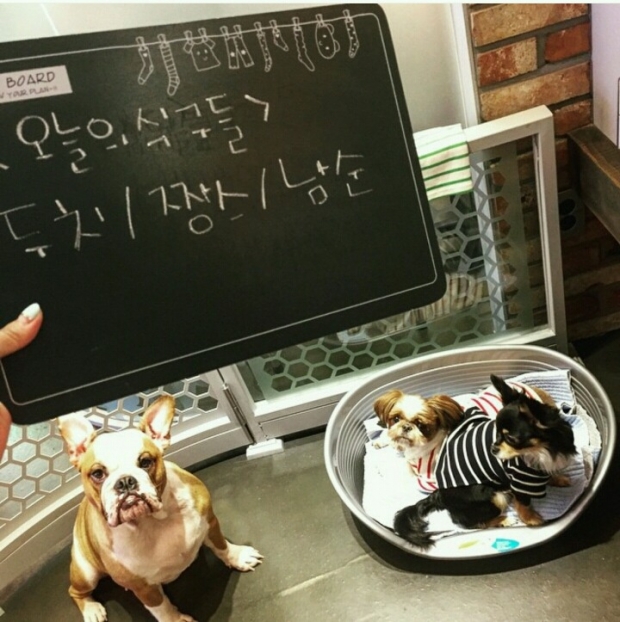노트펫
