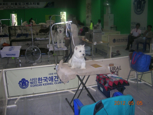 노트펫