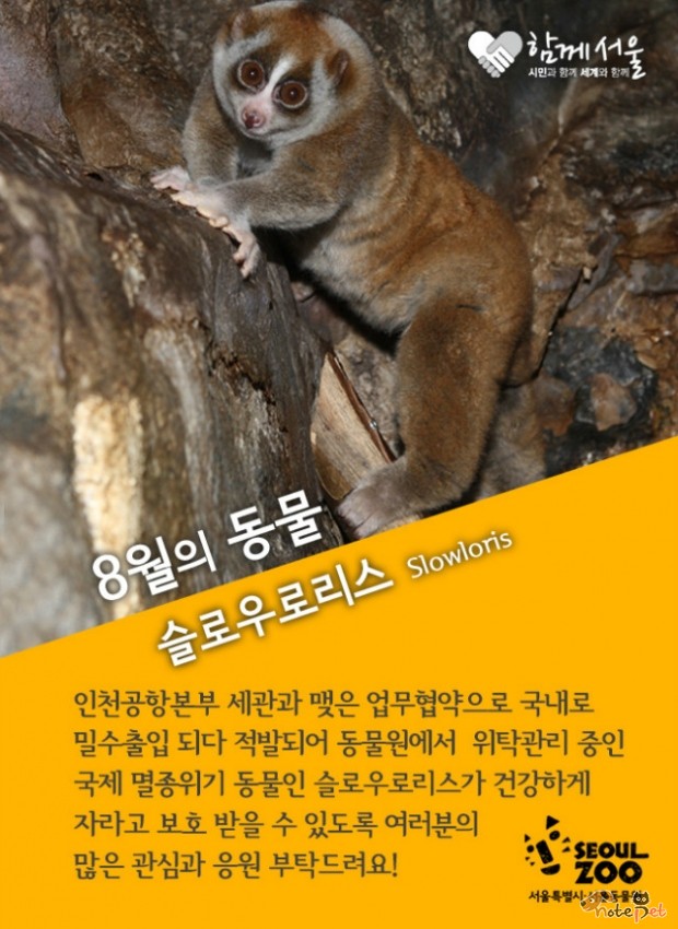 노트펫