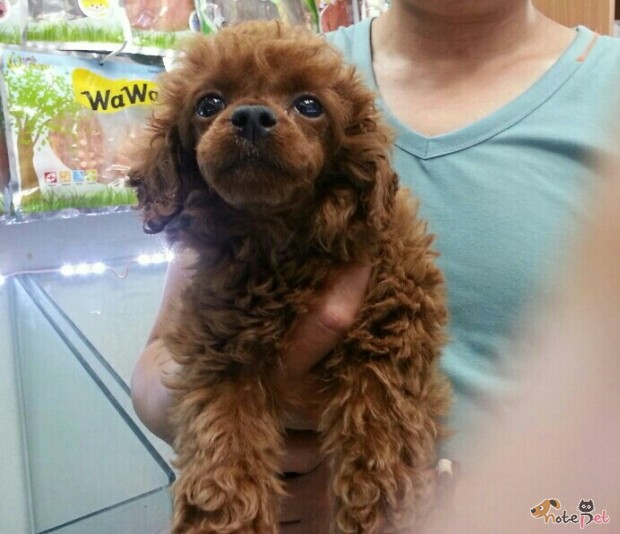노트펫