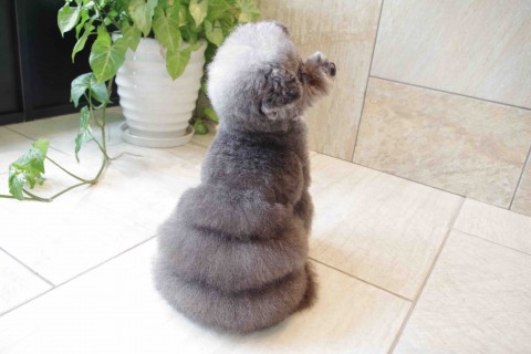 노트펫