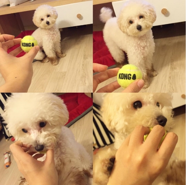 노트펫