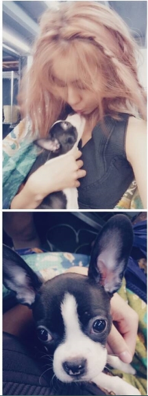 노트펫
