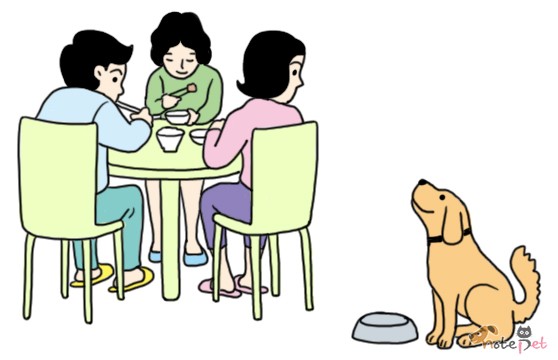 노트펫