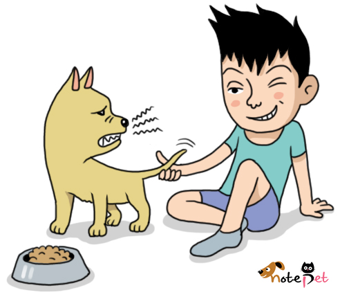 노트펫