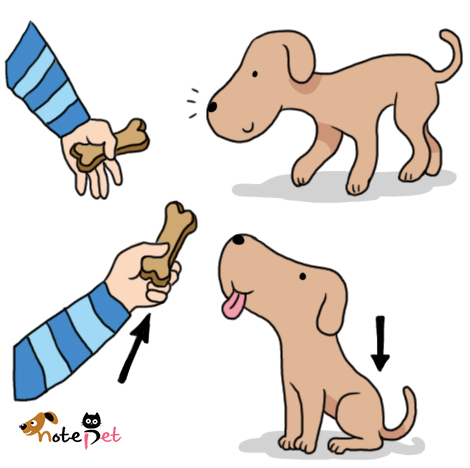 노트펫