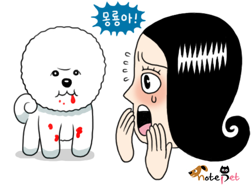 노트펫