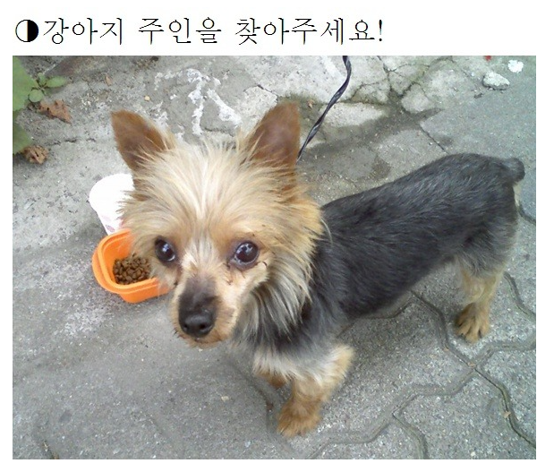 노트펫