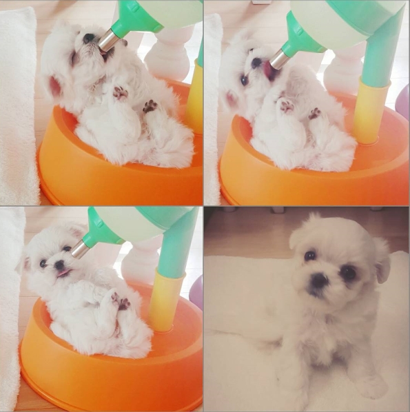 노트펫