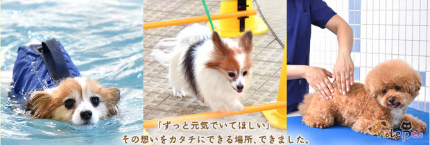 노트펫