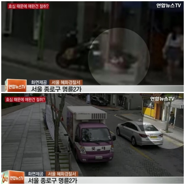 노트펫