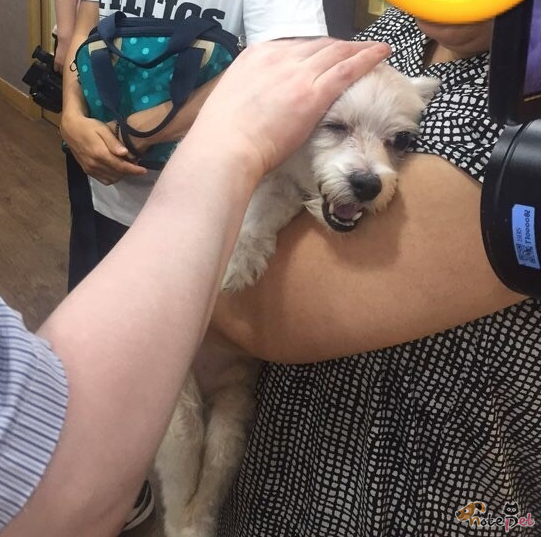 노트펫