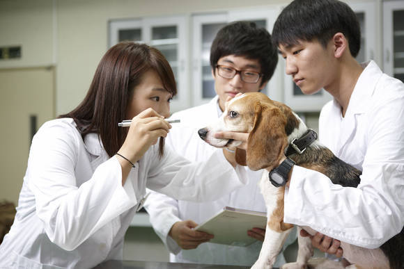 노트펫