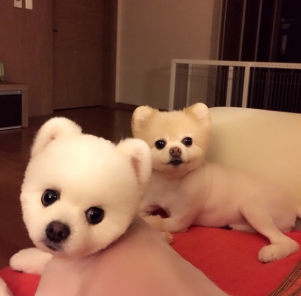 노트펫