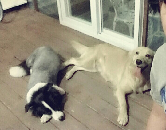 노트펫