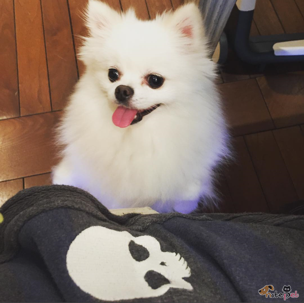 노트펫