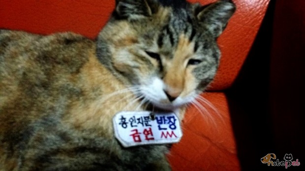 노트펫