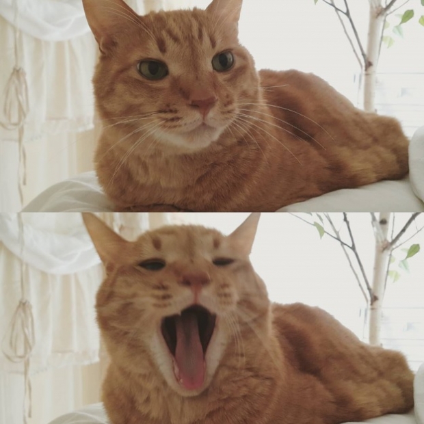 노트펫
