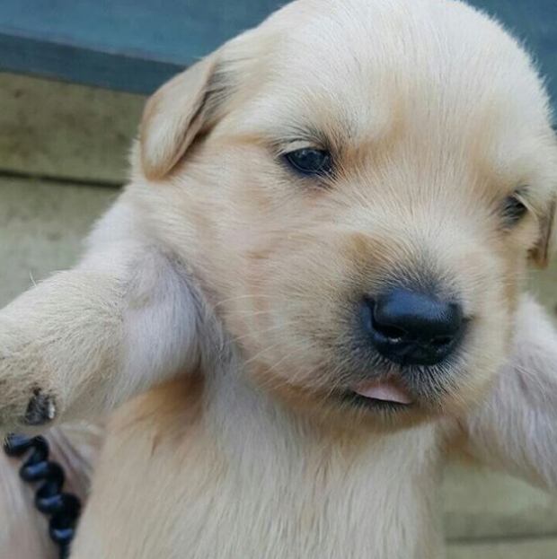 노트펫