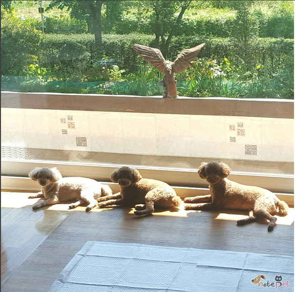 노트펫