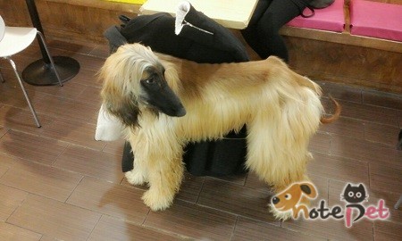 노트펫