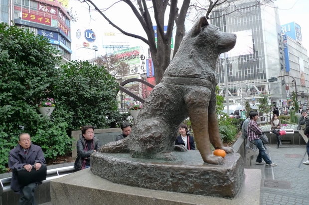 노트펫