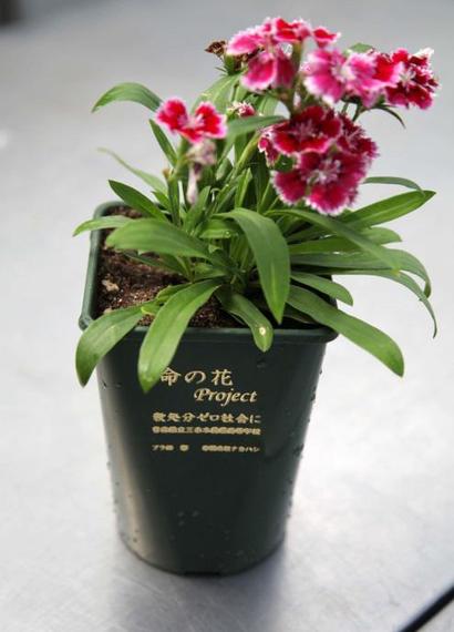노트펫
