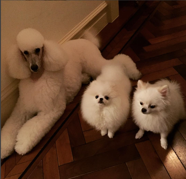 노트펫