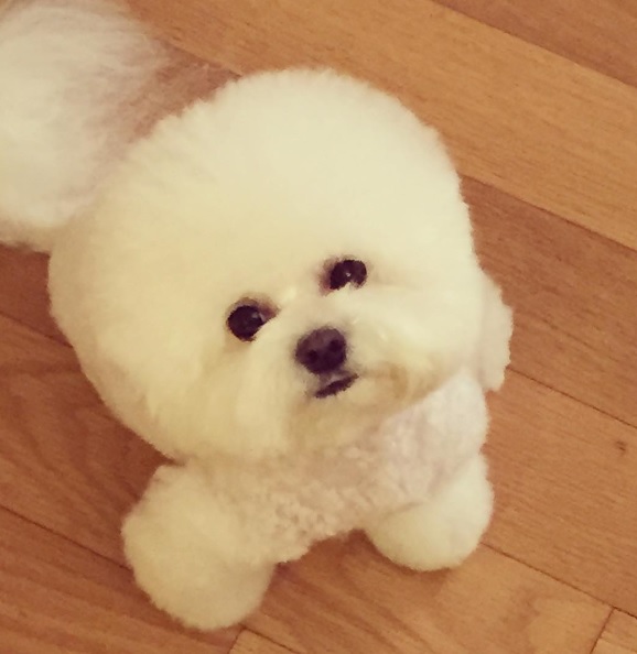 노트펫