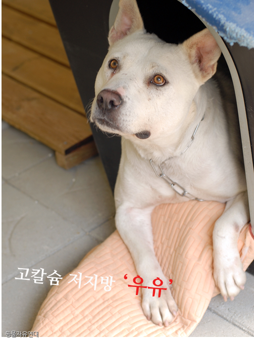 노트펫