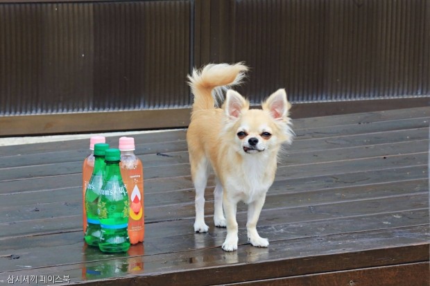 노트펫