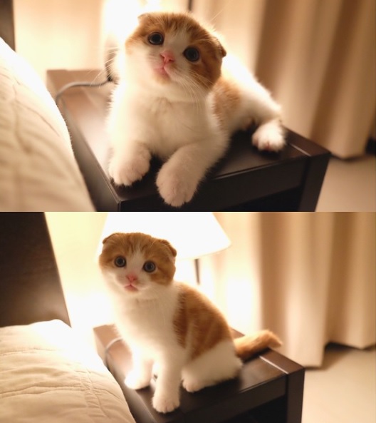 노트펫
