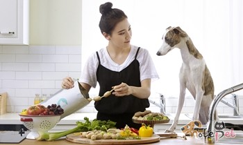 노트펫