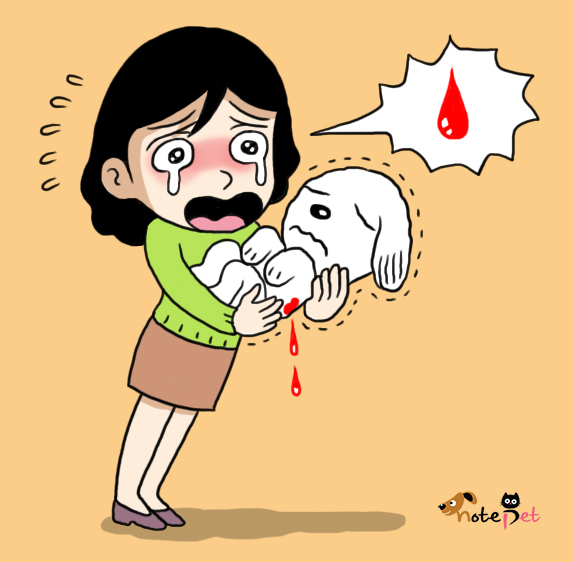 노트펫