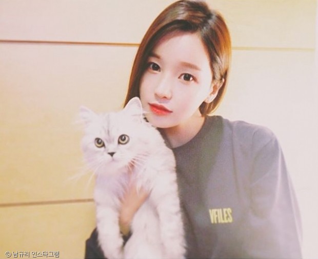 노트펫