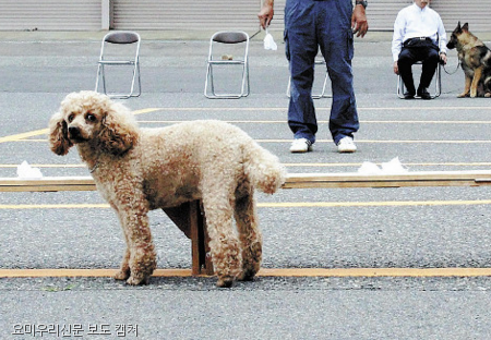 노트펫