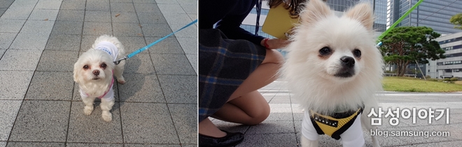 노트펫