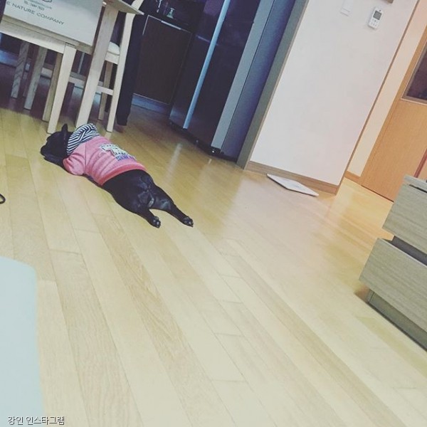 노트펫