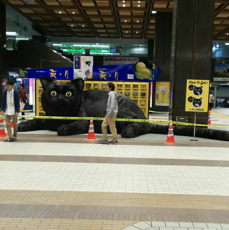 노트펫
