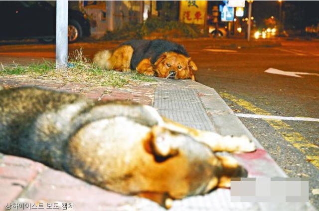 노트펫