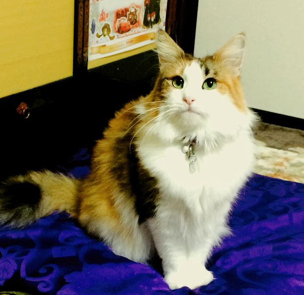 노트펫