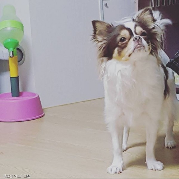 노트펫