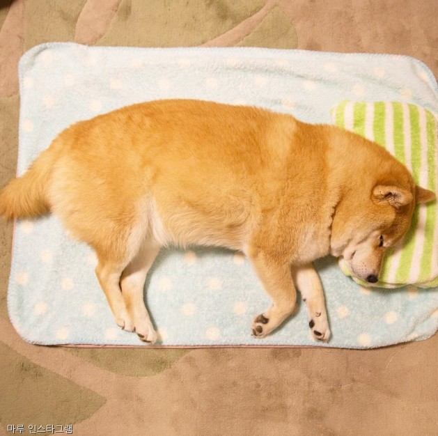 노트펫