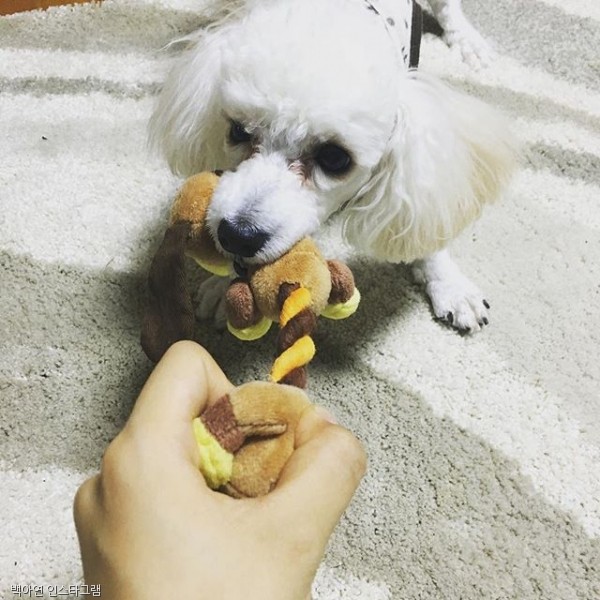 노트펫
