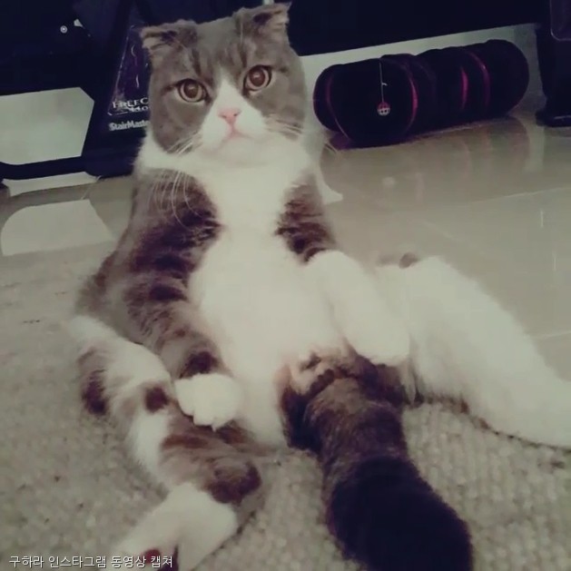 노트펫