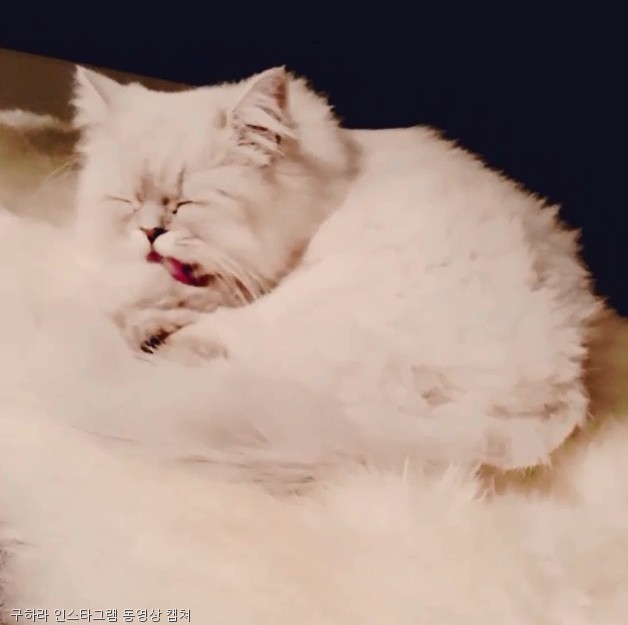 노트펫