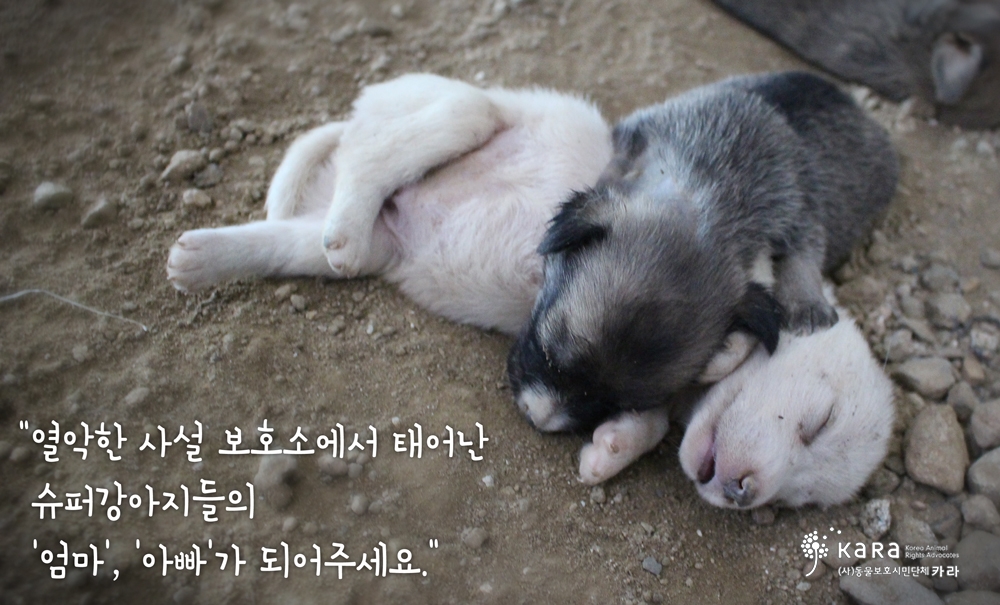 노트펫